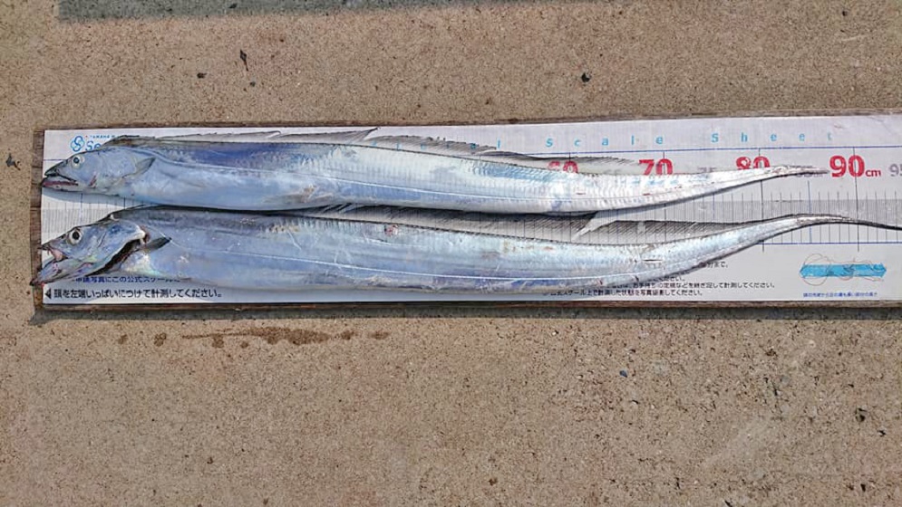 ✿タチウオ・アジ✿