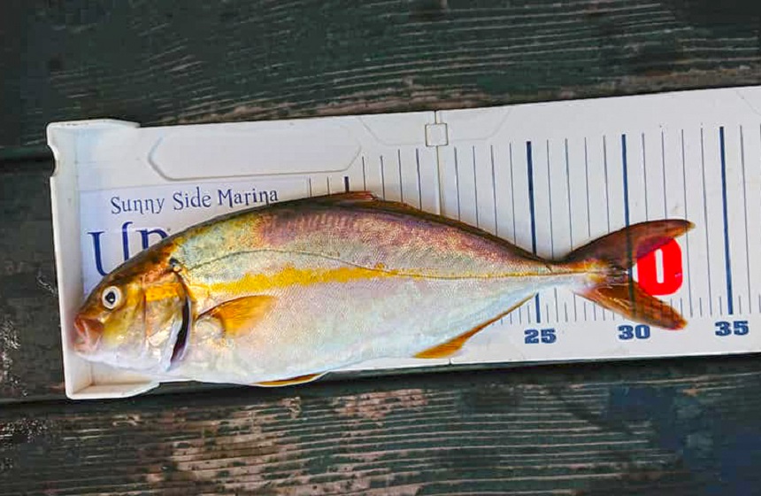 ✿カンパチ・ワカシ・マハタ・ホウボウ✿