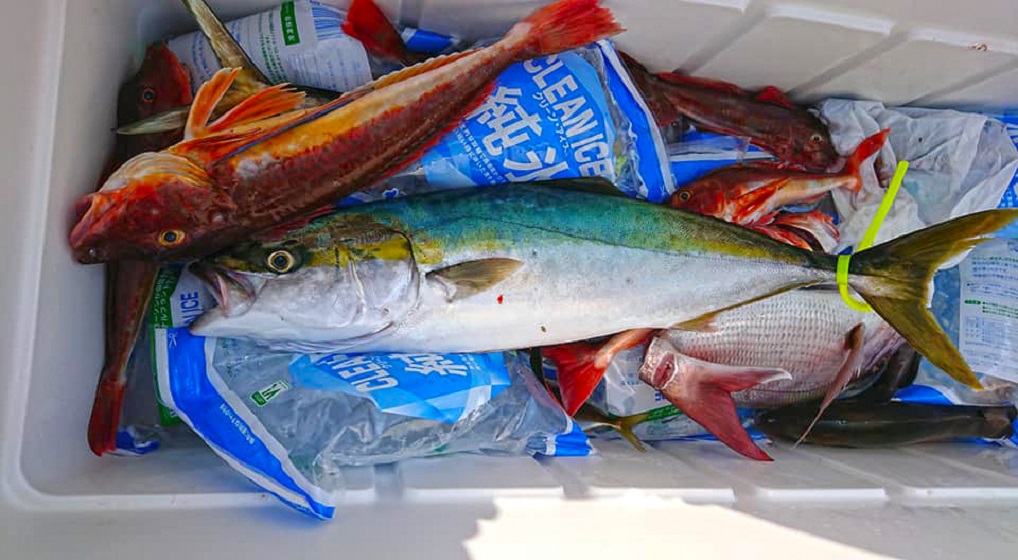 ✿マダイ・ワラサ✿