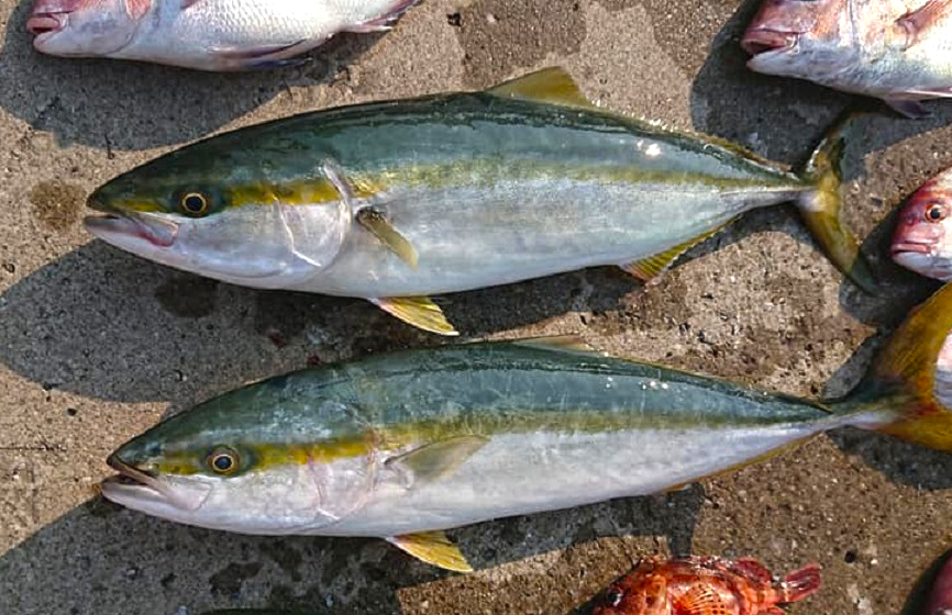 ✿ワラサ・マダイ✿