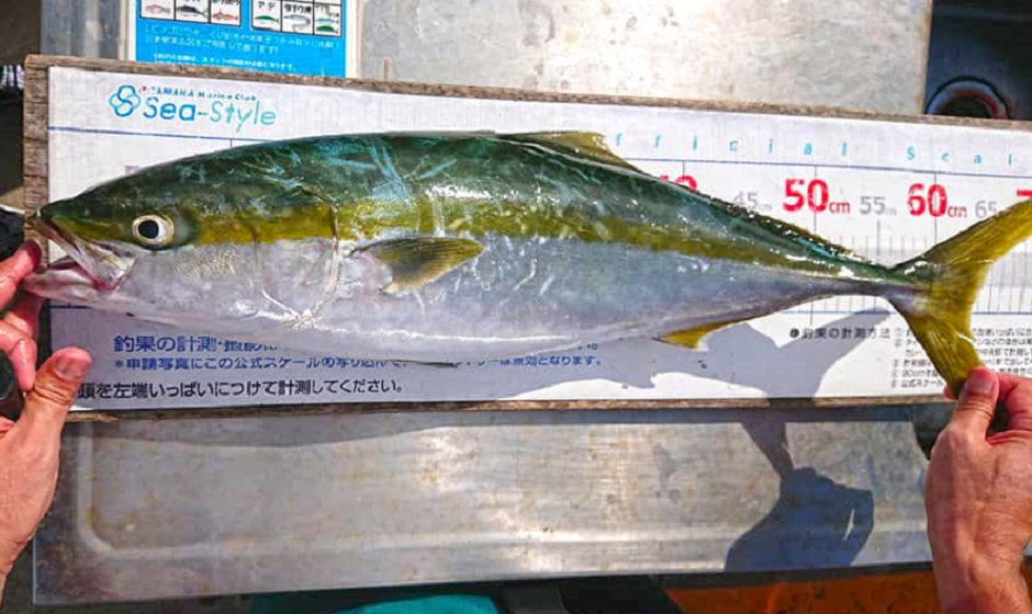 ✿ワラサ・マダイ✿