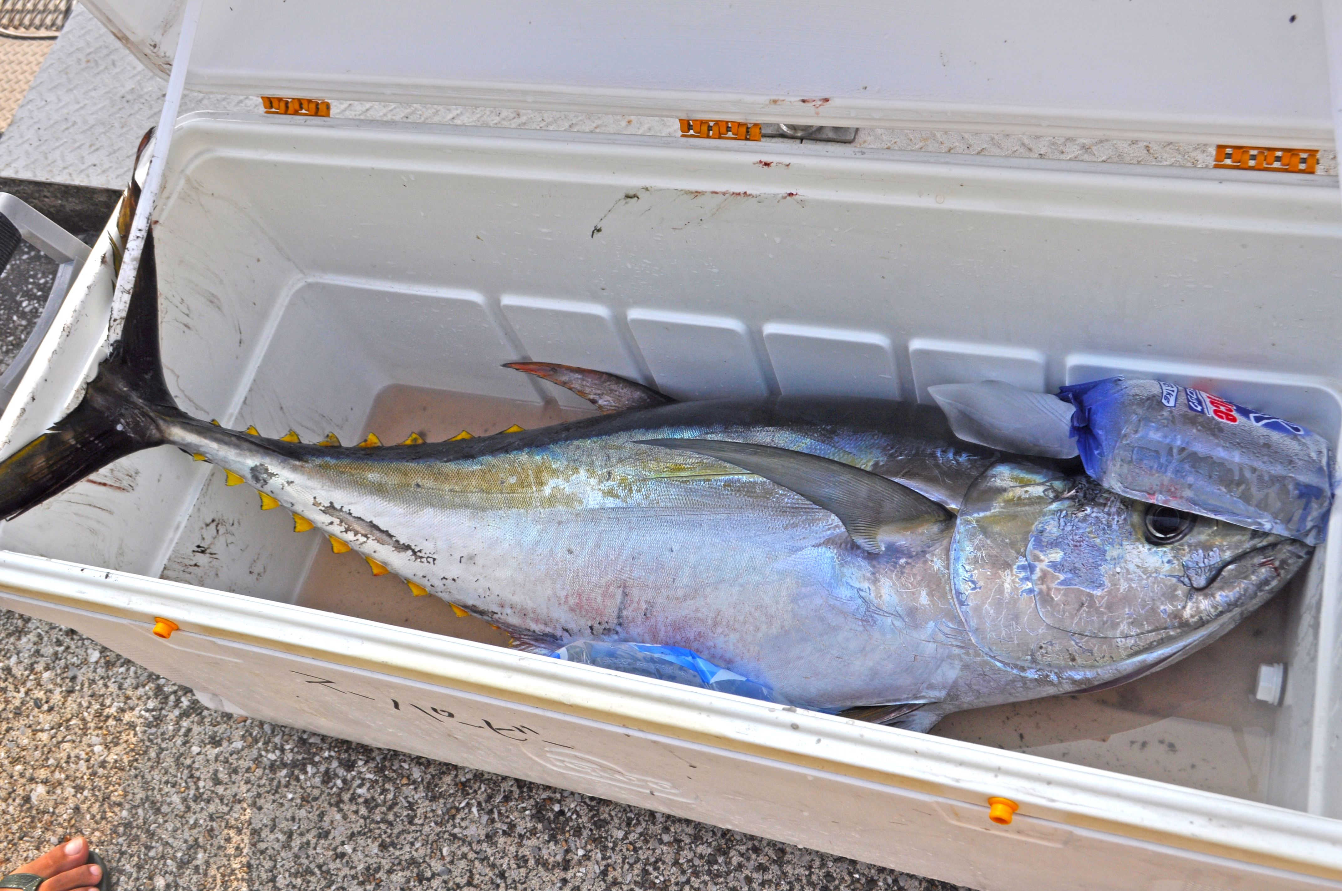 ✿キハダマグロ✿