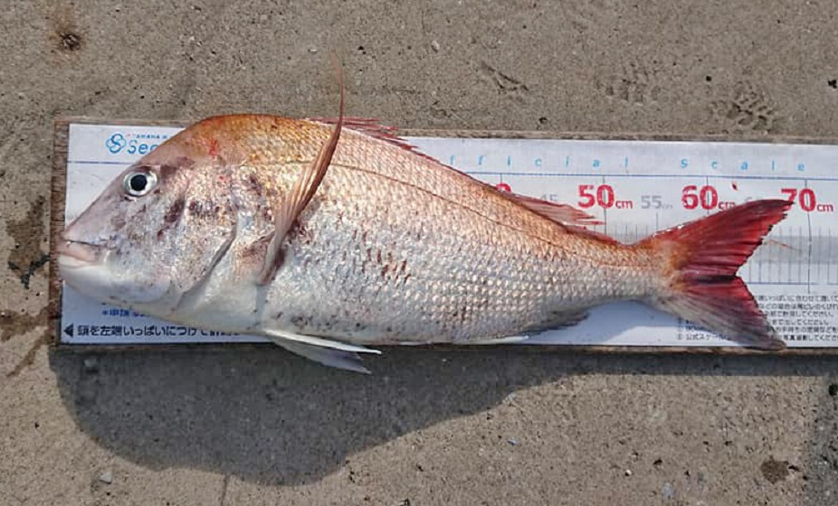 ✿マダイ・サワラ・キジハタ・アジ・メジ✿