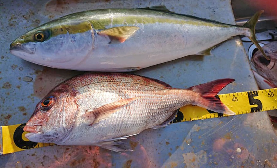 ✿ワラサ・マダイ✿