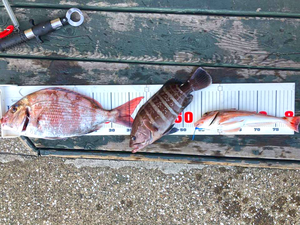 ✿マダイ・マハタ・ホウボウ✿