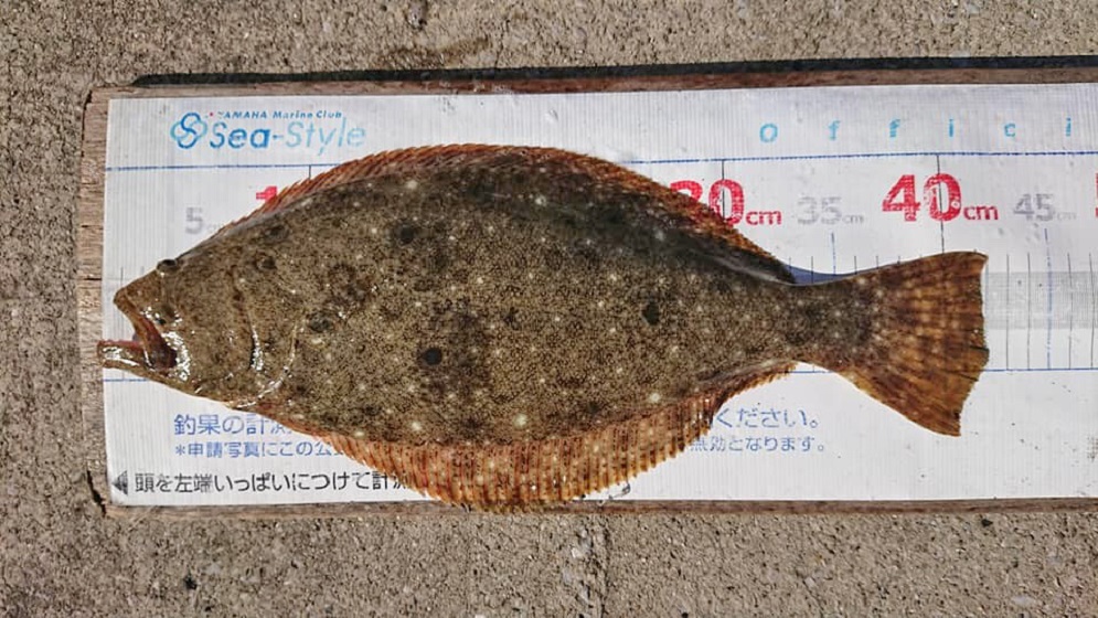 ✿ヒラメ✿