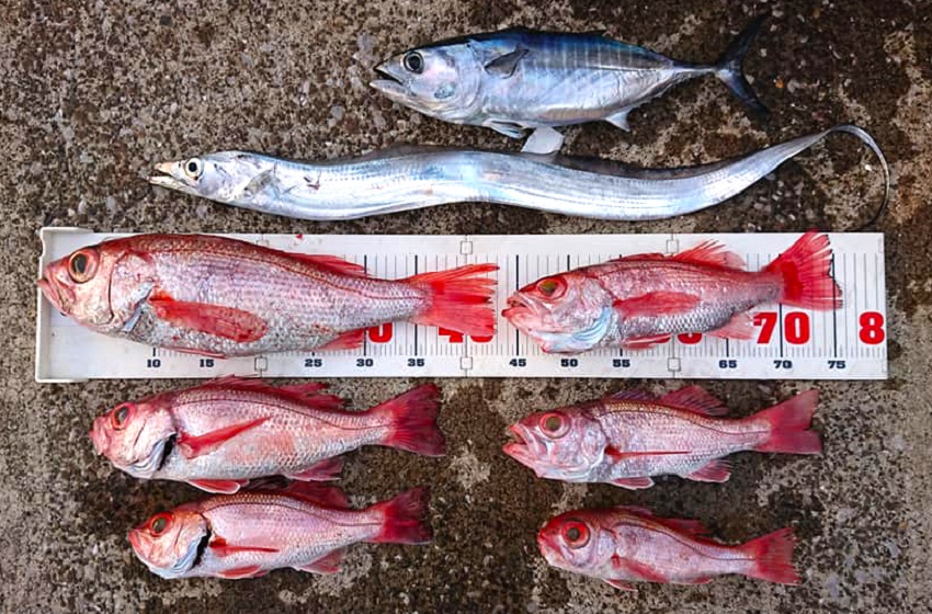 ✿アカムツ・メジ・タチウオ✿