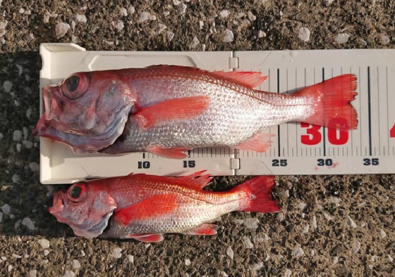 ✿アカムツ（のどぐろ）✿