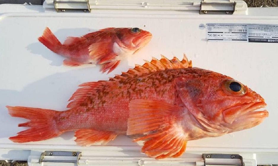 ✿ユメカサゴ✿