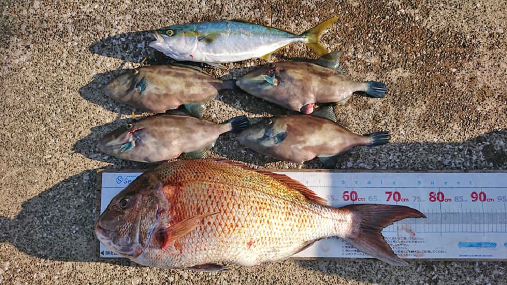 ✿マダイ・ウマヅラハギ・ワカシ✿