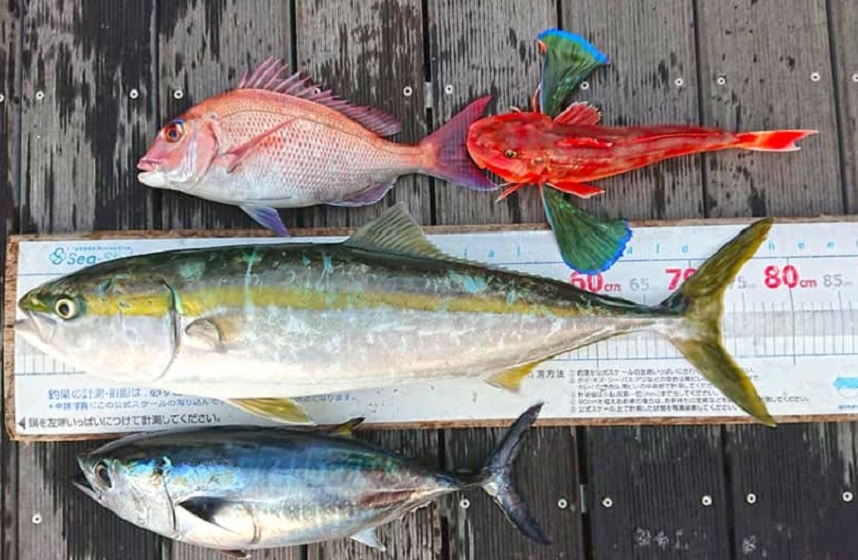 ✿ブリ・マダイ・メジ・ホウボウ・✿