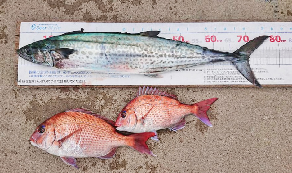 ✾サ ワ ラ ・マ ダ イ✾