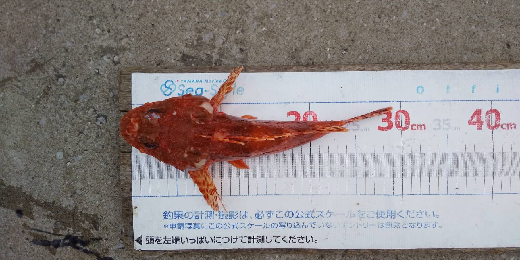 ✾マダイ・オニカサゴ✾