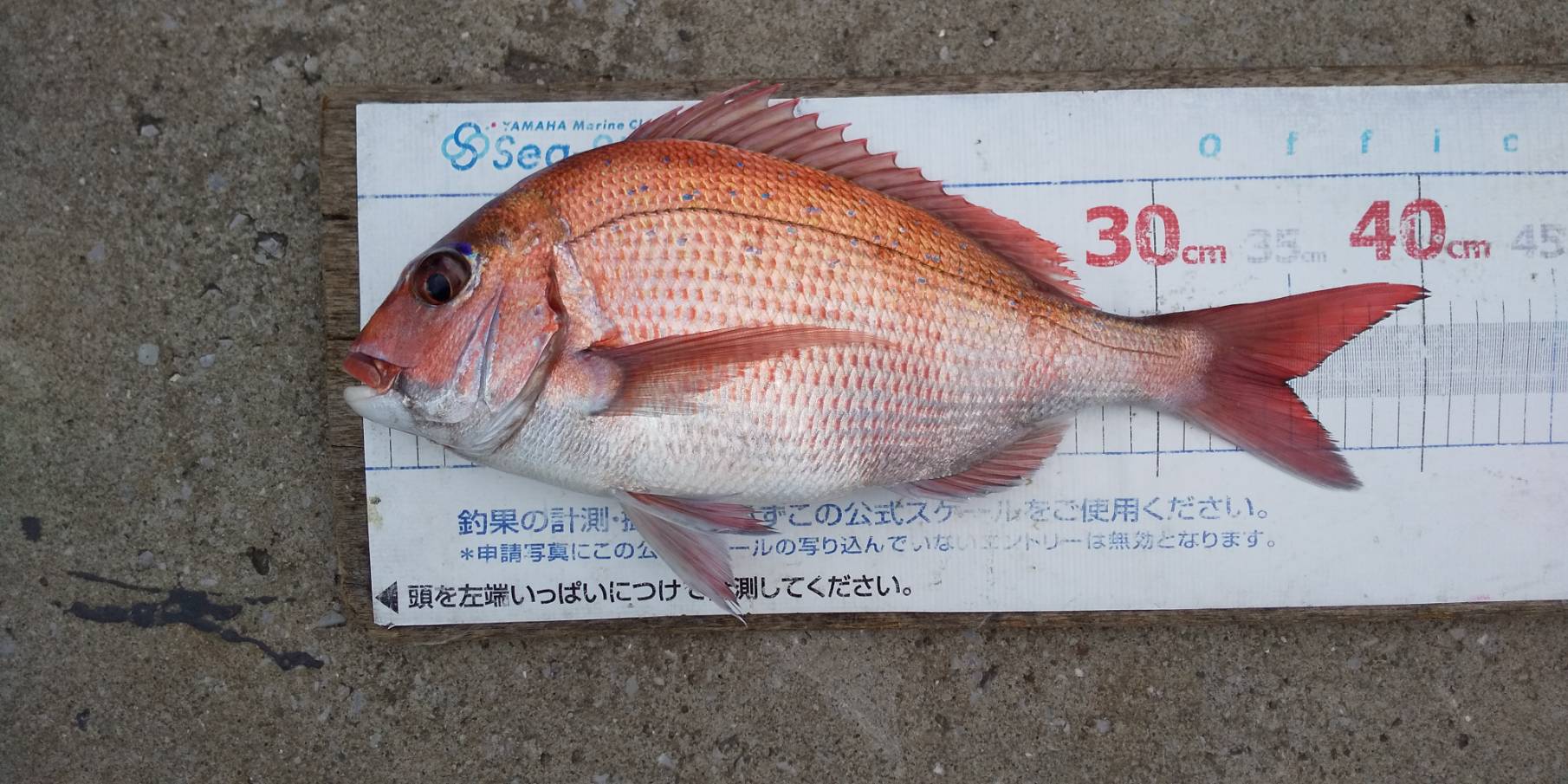 ✾マダイ・オニカサゴ✾