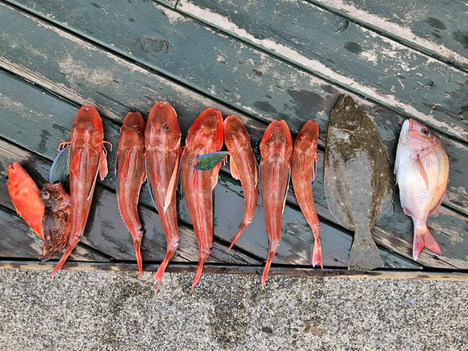 ✾ホウボウ・マダイ・ヒラメ・カサゴ✾