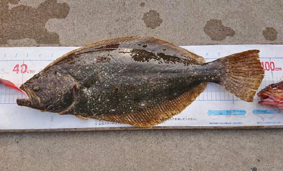 ✾ホウボウ・ヒラメ・カサゴ✾