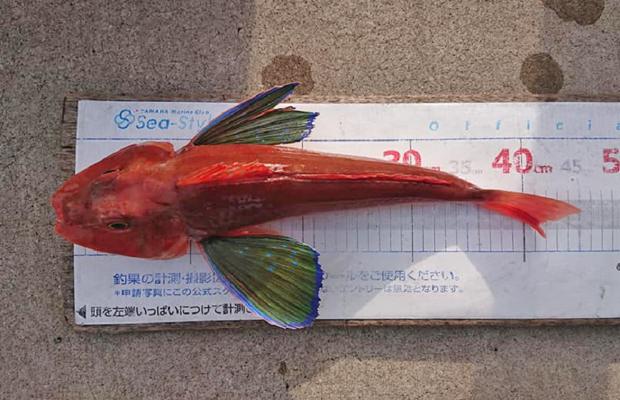 ✾ホウボウ・ヒラメ・カサゴ✾