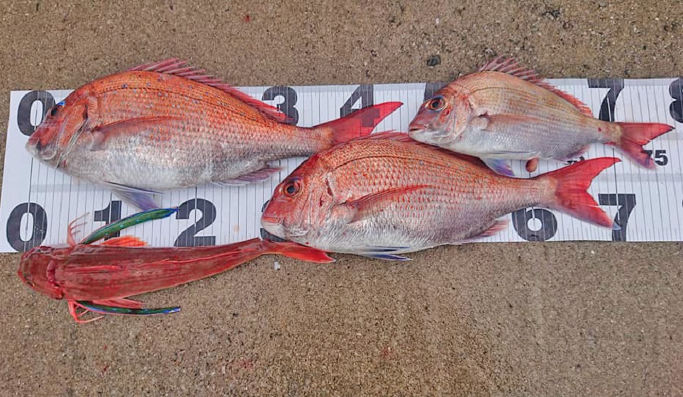 ✿ホウボウ・マダイ✿