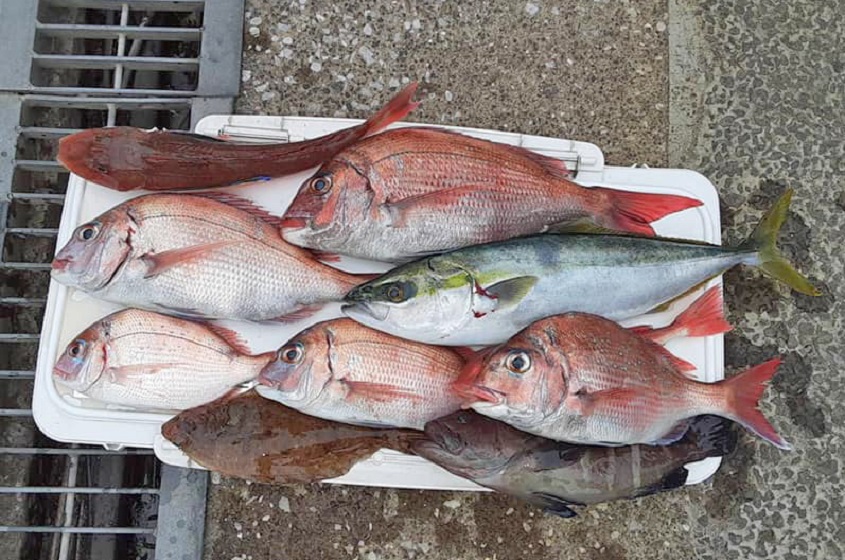 ✿マダイ・ホウボウ・マハタ・ワカシ・ムシガレイ✿