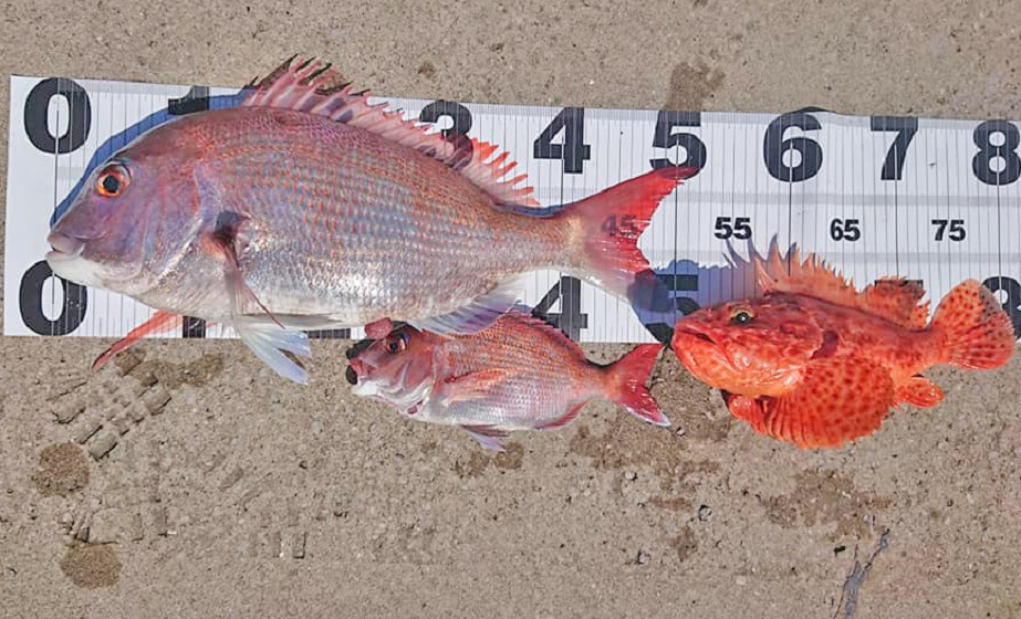 ✿マダイ・オニカサゴ✿