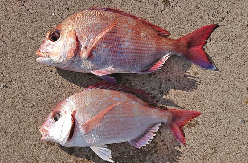 ✿マダイ・チダイ・ホウボウ✿