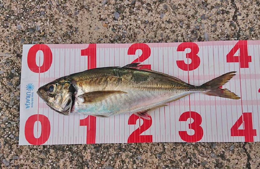 ✿イシダイ・アジ✿