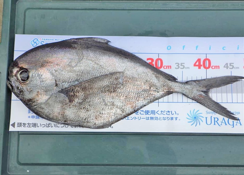 『アカムツ・シマガツオ・アナゴ』