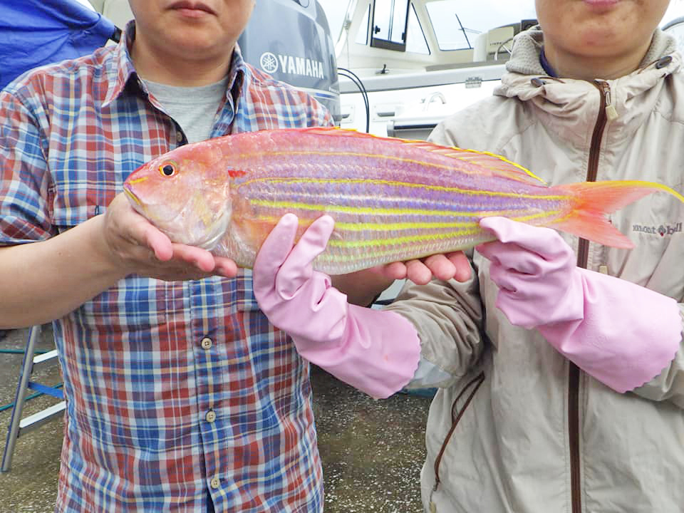 ✿イトヨリダイ✿