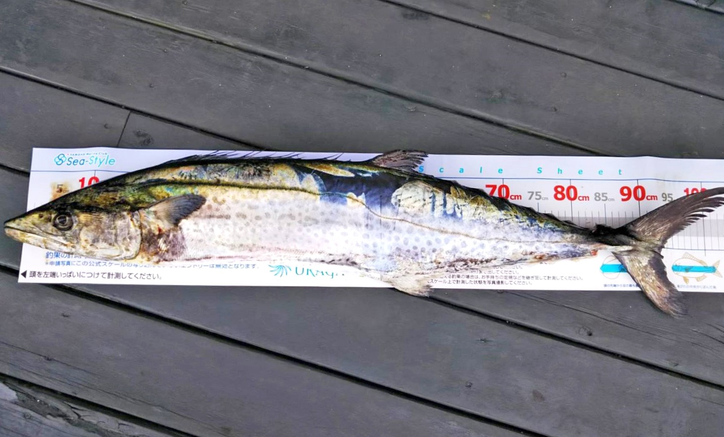 ✿サワラ＆タチウオ✿