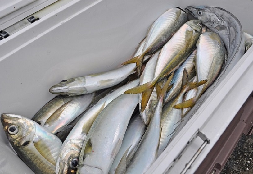 『アジ・太刀リレー』