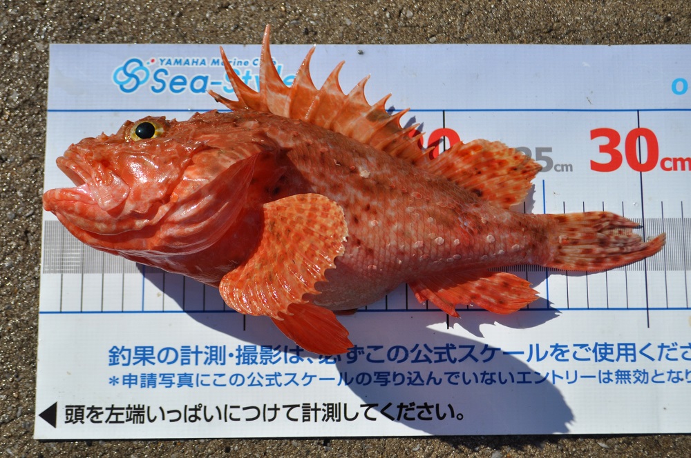 ✿アジ・イズカサゴ✿