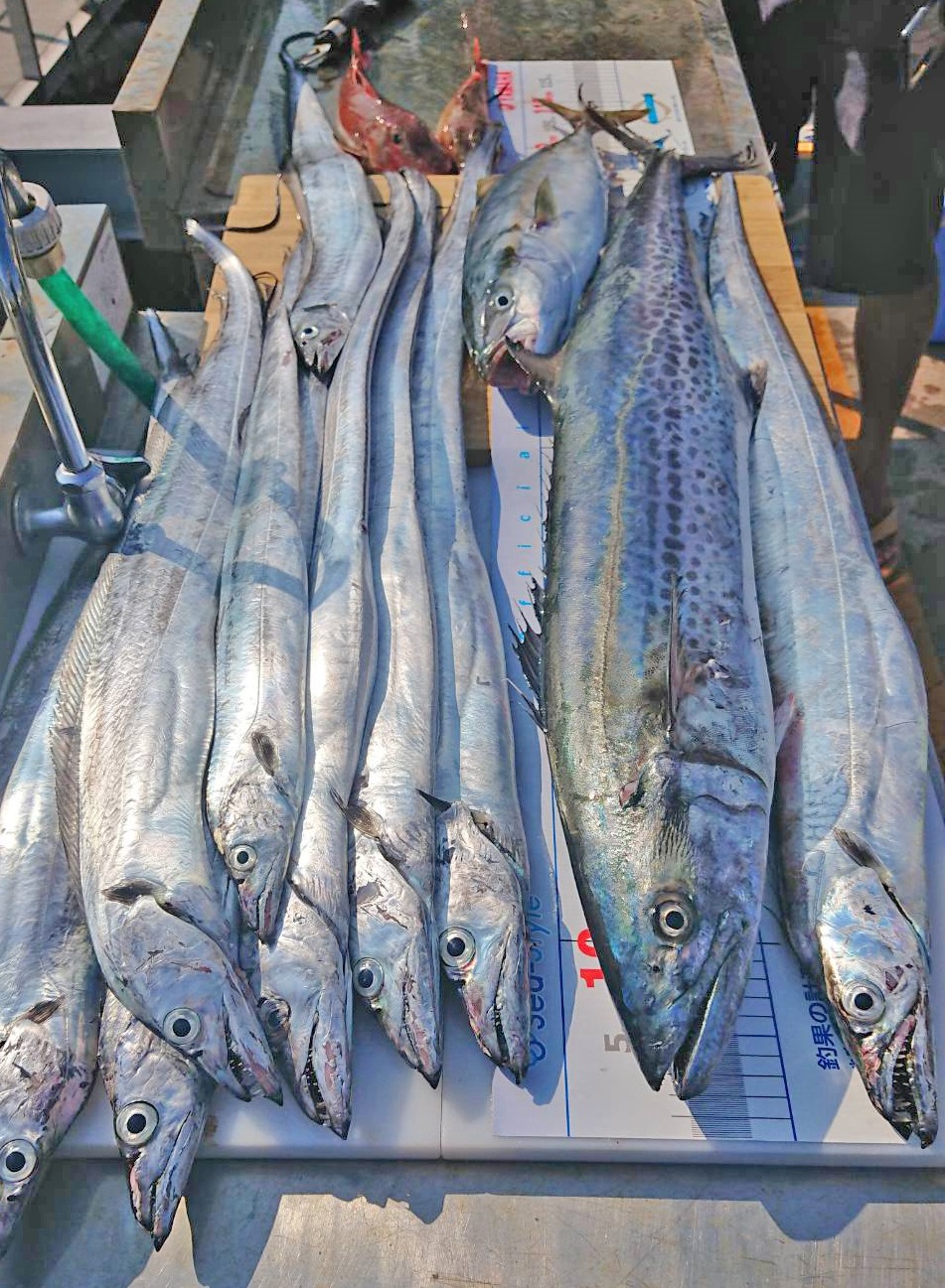 ✿サワラ・タチウオ✿