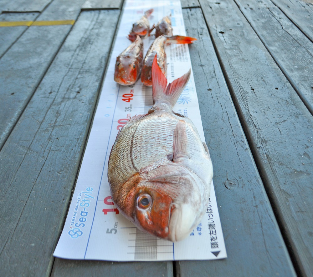 ✿マダイ・ホウボウ✿