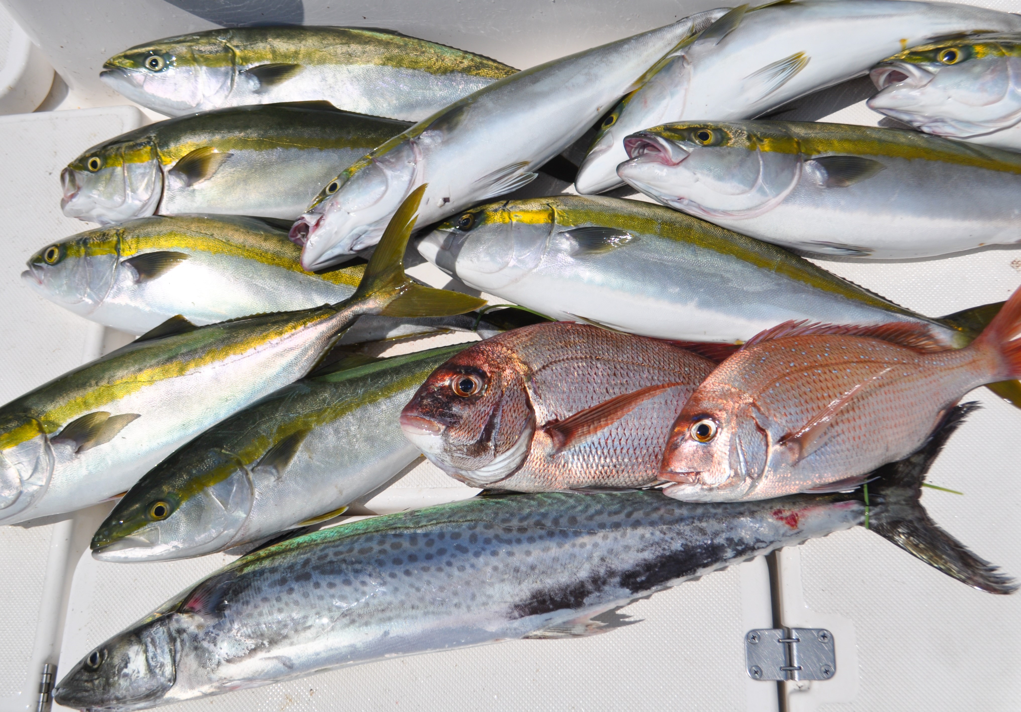 ✿イナダ・ワラサ・サワラ✿