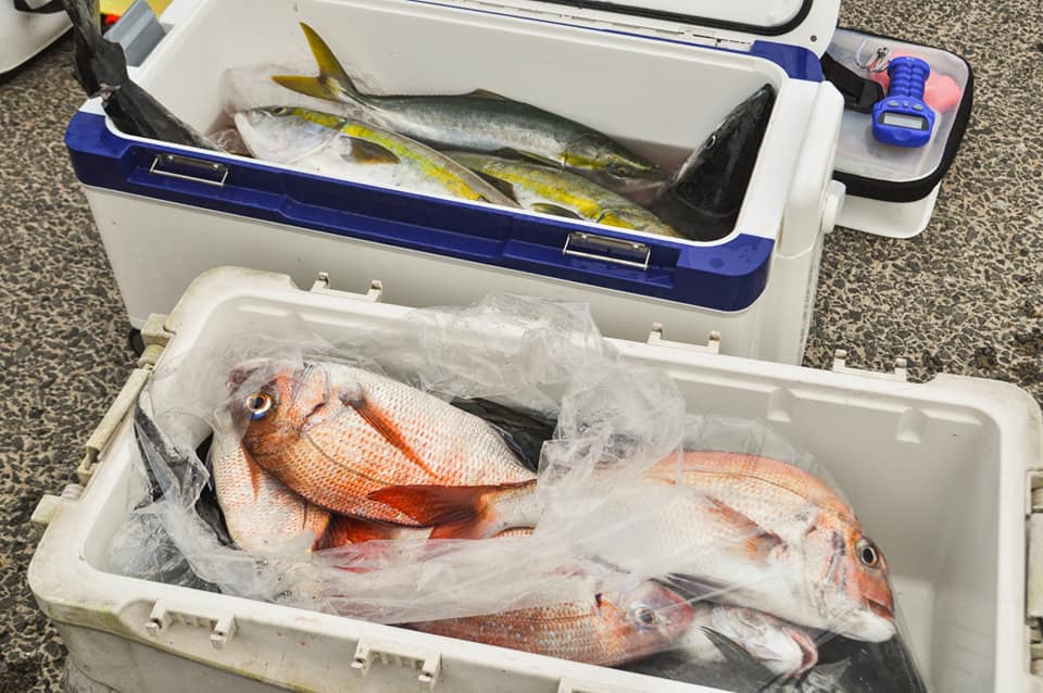 ✿サワラ・イナダ・マダイ✿