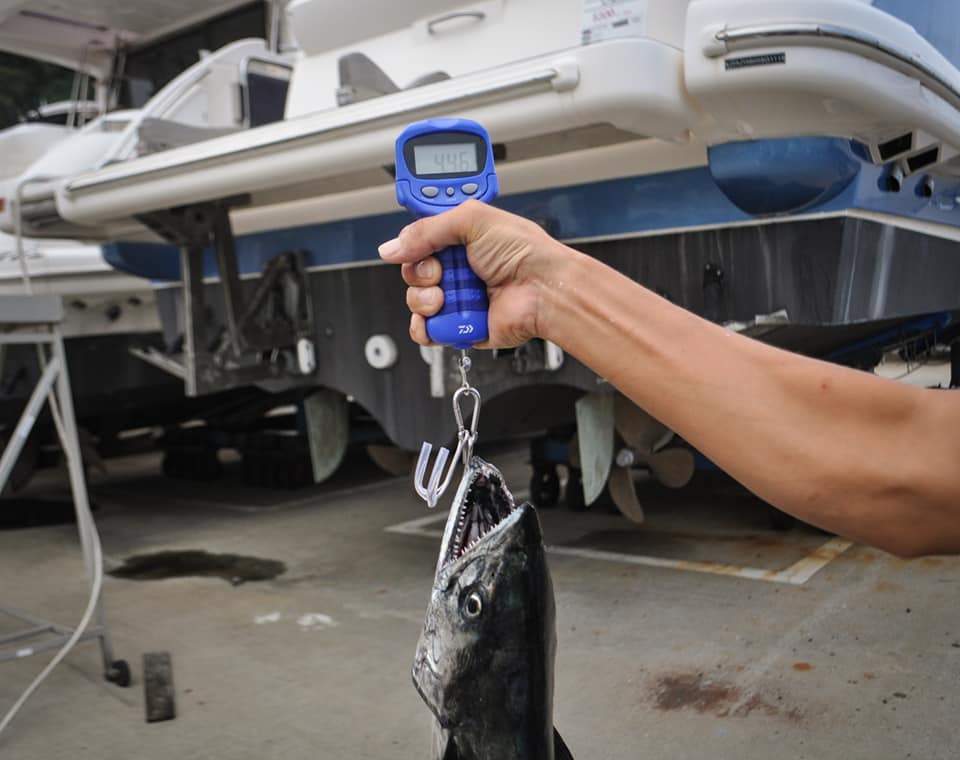 ✿サワラ・イナダ・マダイ✿