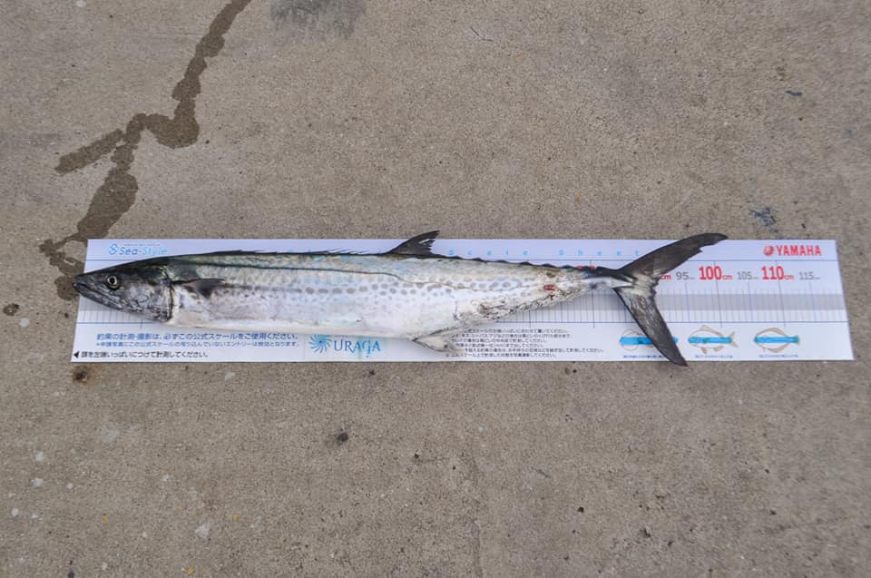 ✿サワラ・イナダ・マダイ✿