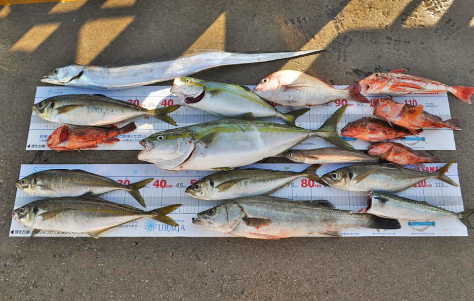 ✿タチウオ・アジ・カサゴ・ワカシ・イナダ・シーバス・マダイ・エソ・ホウボウ・サバ✿