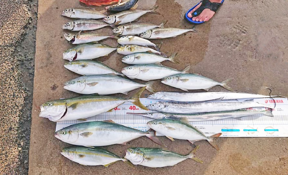 ✿アジ・ワカシ・イナダ・タチウオ✿