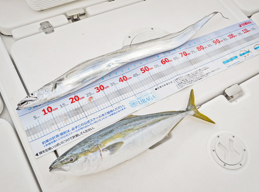 ✿タチウオ（テンヤ）✿