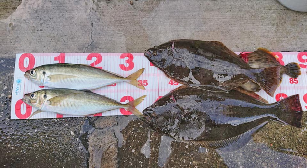 ✿アジ・ヒラメ✿