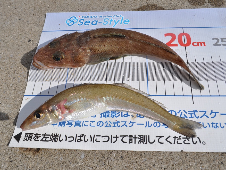 ✿キス・メゴチ✿