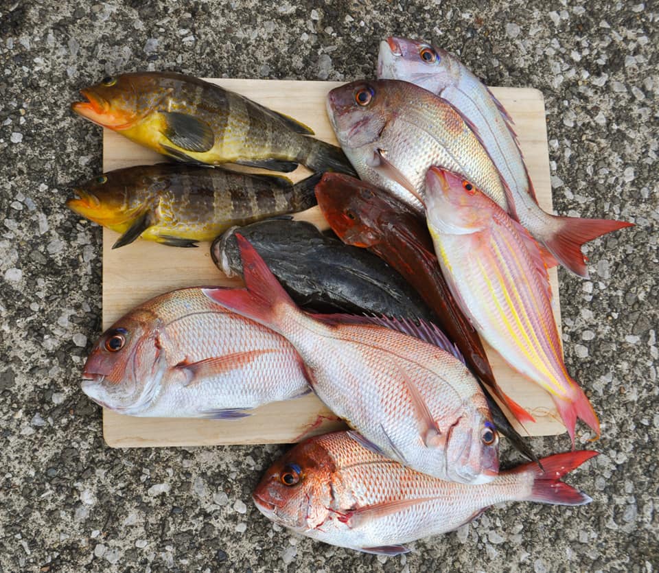 ✿マダイ・マゴチ・アオハタ・ホウボウ・イトヨリダイ✿