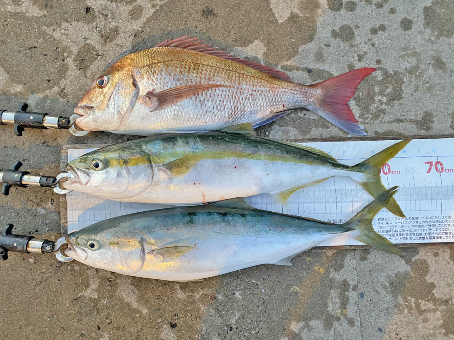 ✿ワラサ・マダイ✿