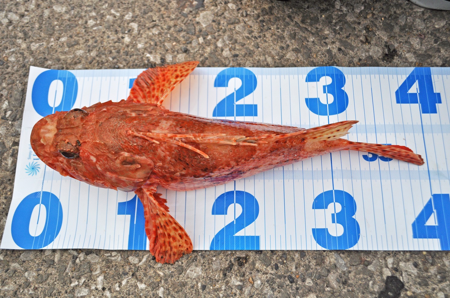 ✿オニカサゴ・タチウオ✿