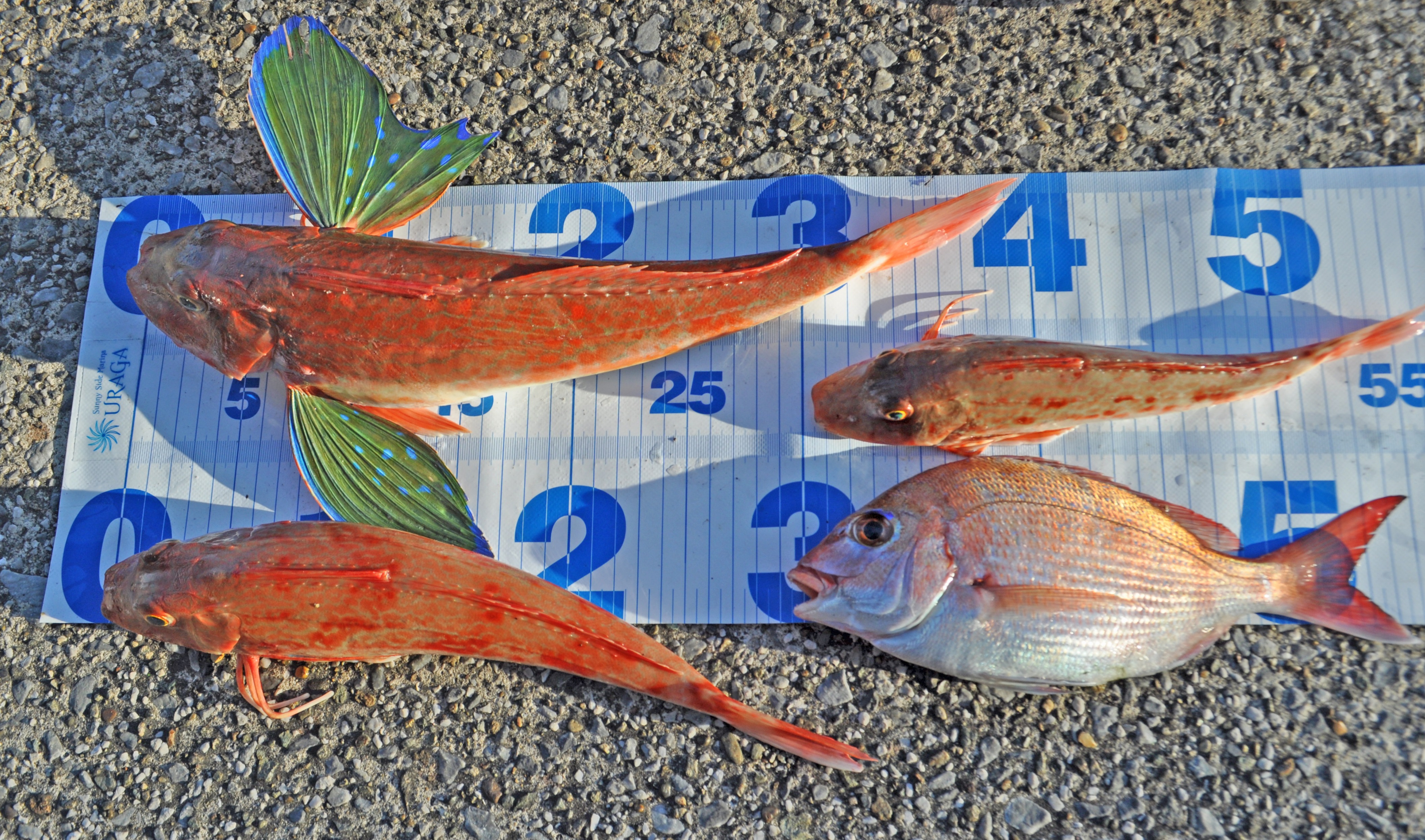 ✿ホウボウ・マダイ✿