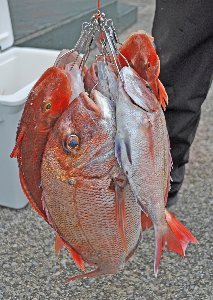 ✿マダイ・ホウボウ・イトヨリダイ・カサゴ✿