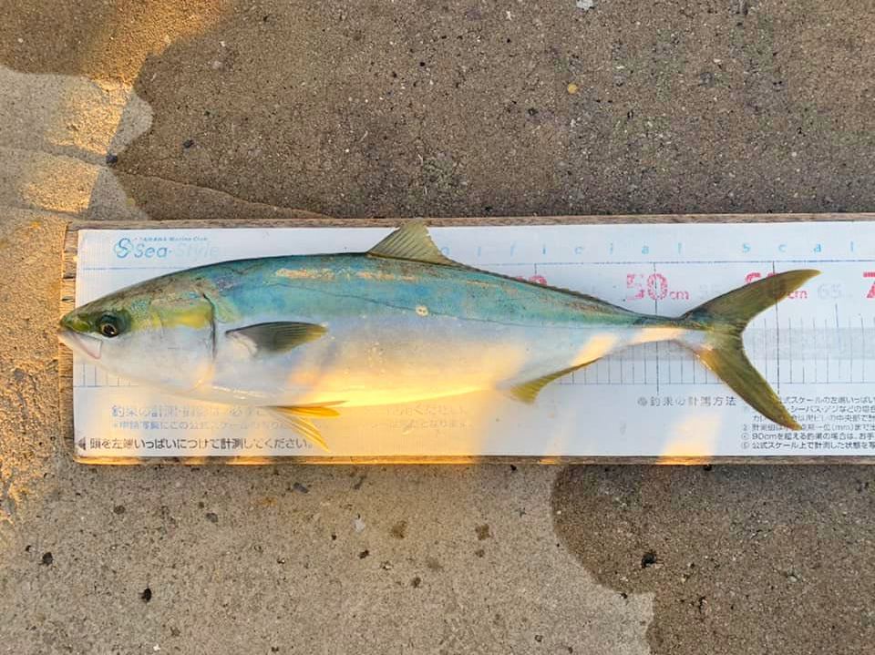 ✿シーバス・イナワラ✿