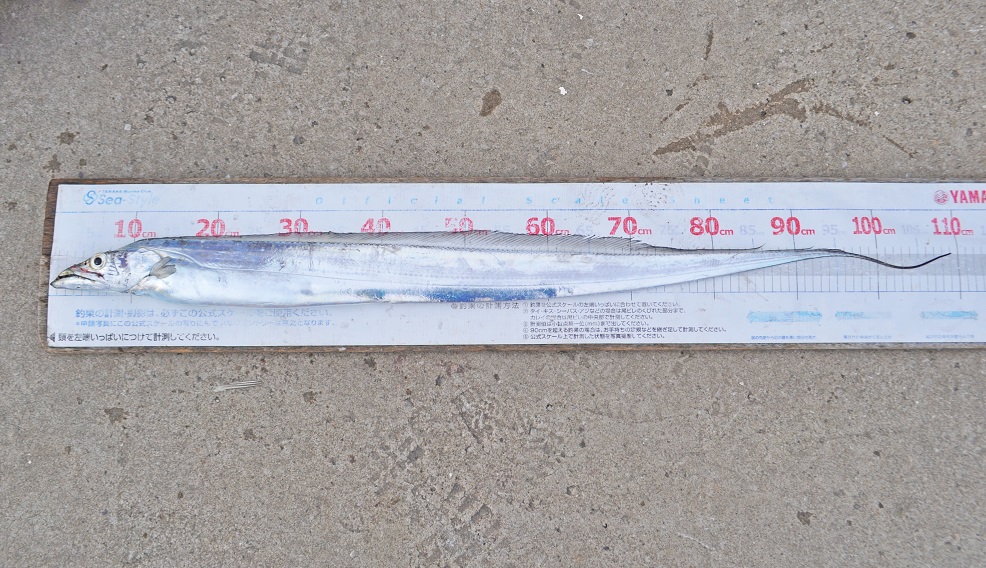 ✿イナダ・タチウオ✿