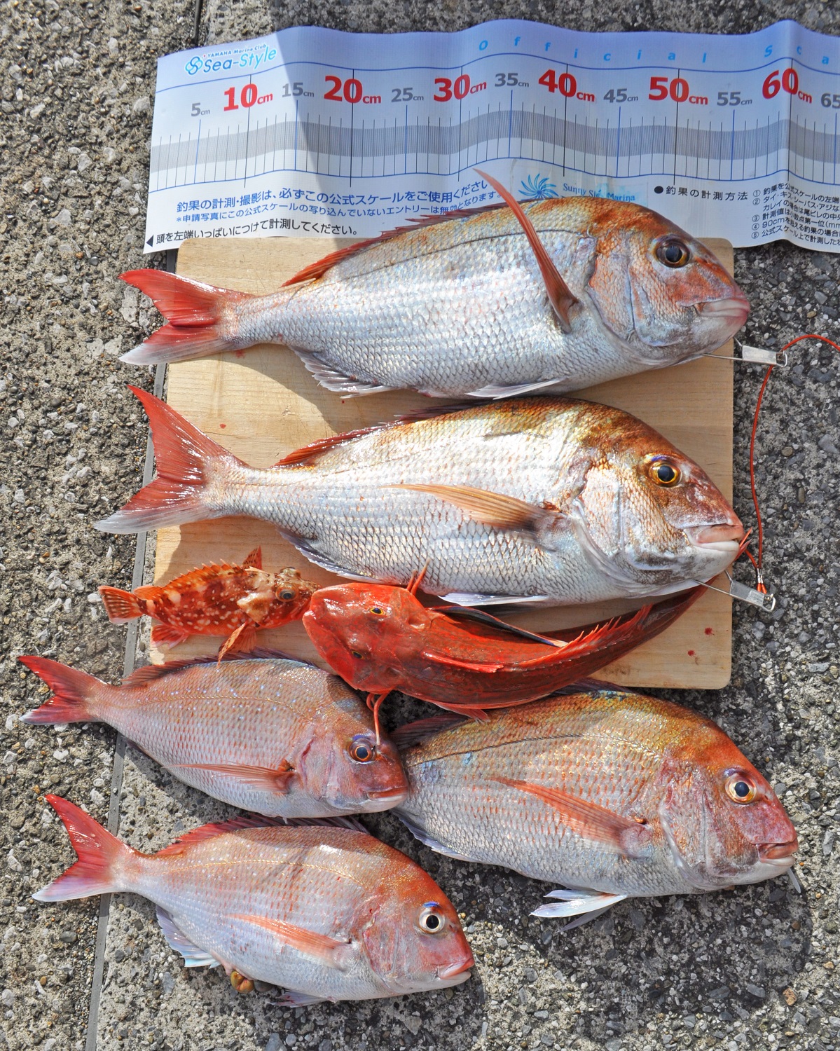 ✿マダイ・カサゴ・ホウボウ✿